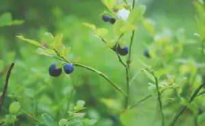 Detox in den Bergen